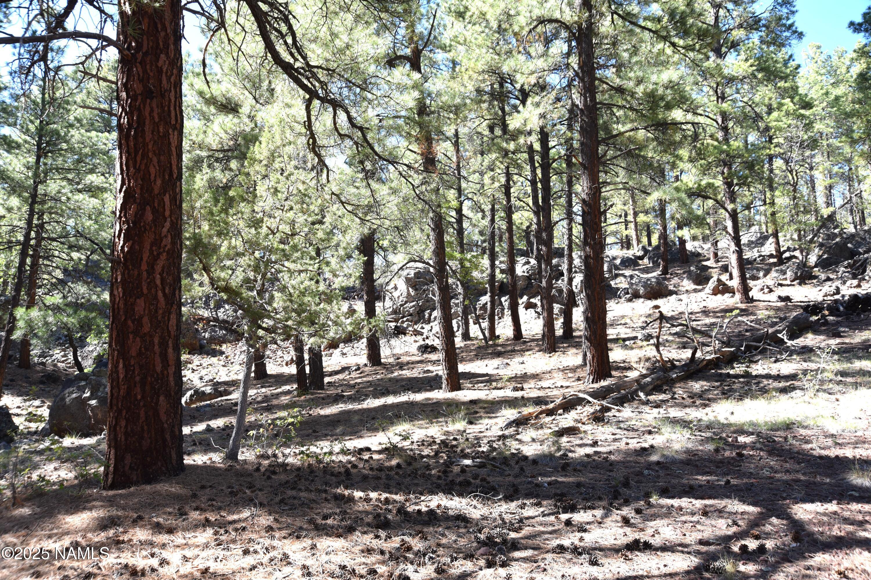 7145 East 4h Club Camp Road Williams, AZ 86046 - Photo 25 of 35 a view of outdoor space with lots of trees