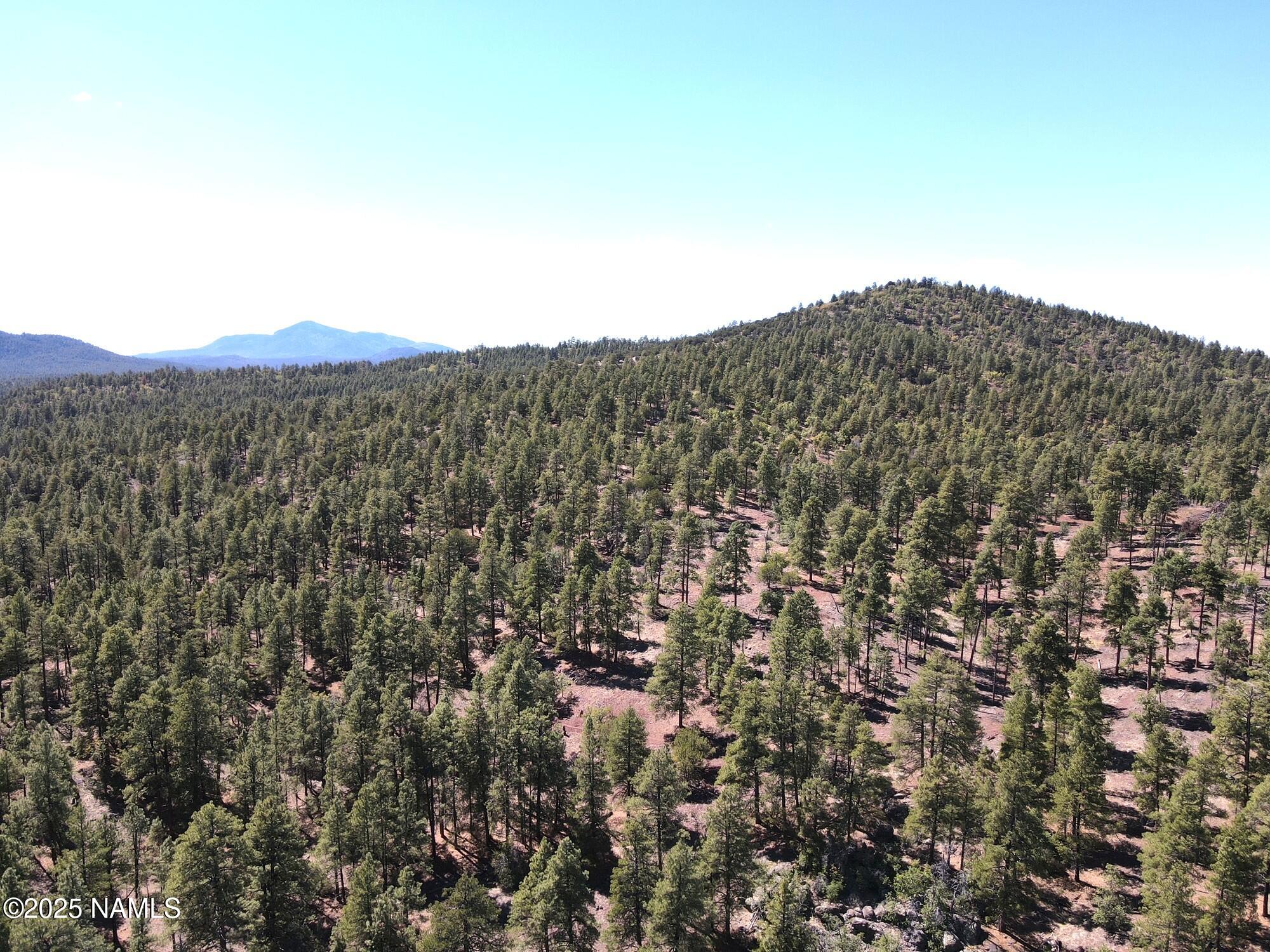 7145 East 4h Club Camp Road Williams, AZ 86046 - Photo 7 of 35 a view of a large tree