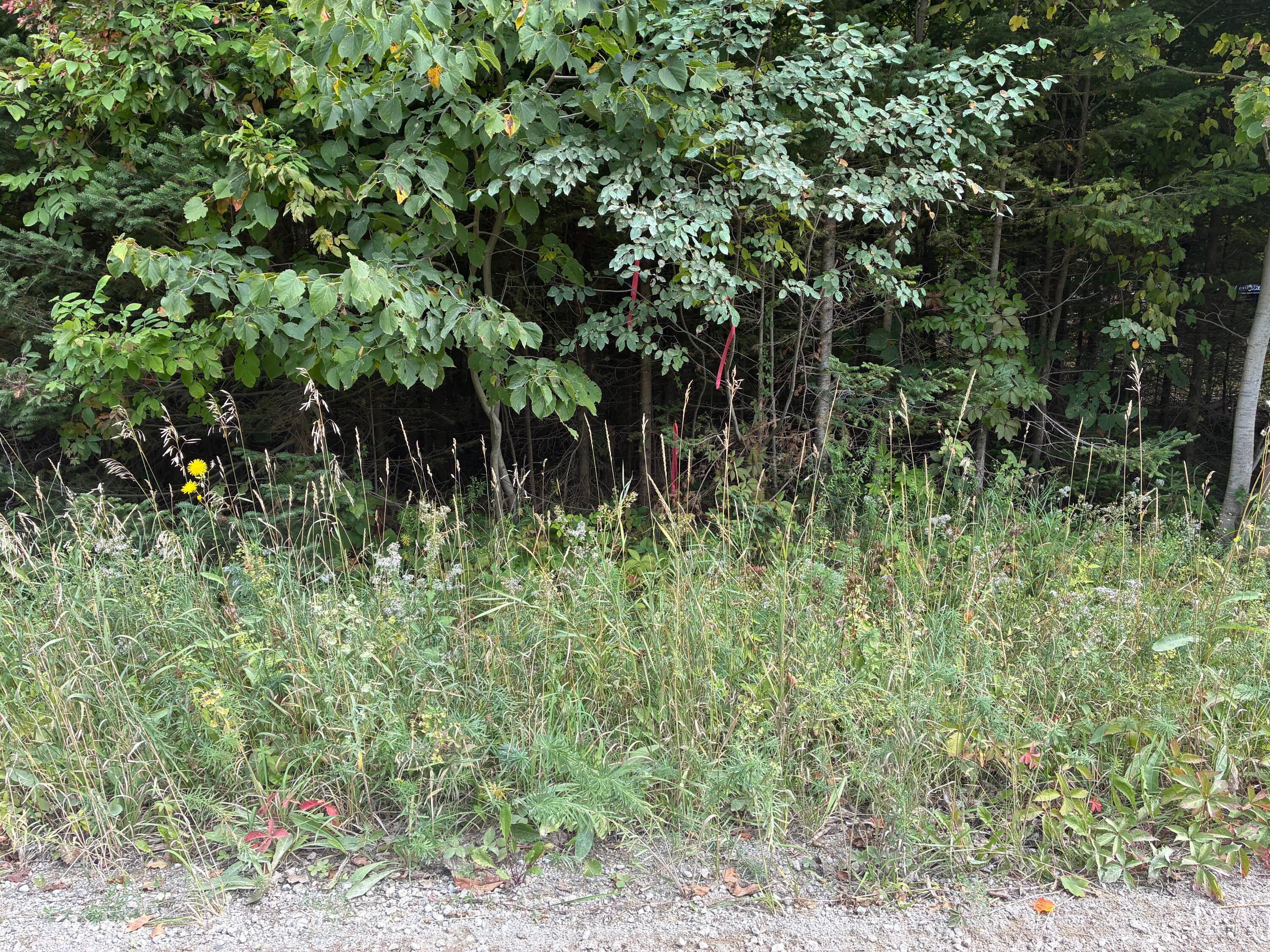 11449 Bilder Road Wolverine, MI 49799 - Photo 8 of 68 Gallery Image 8