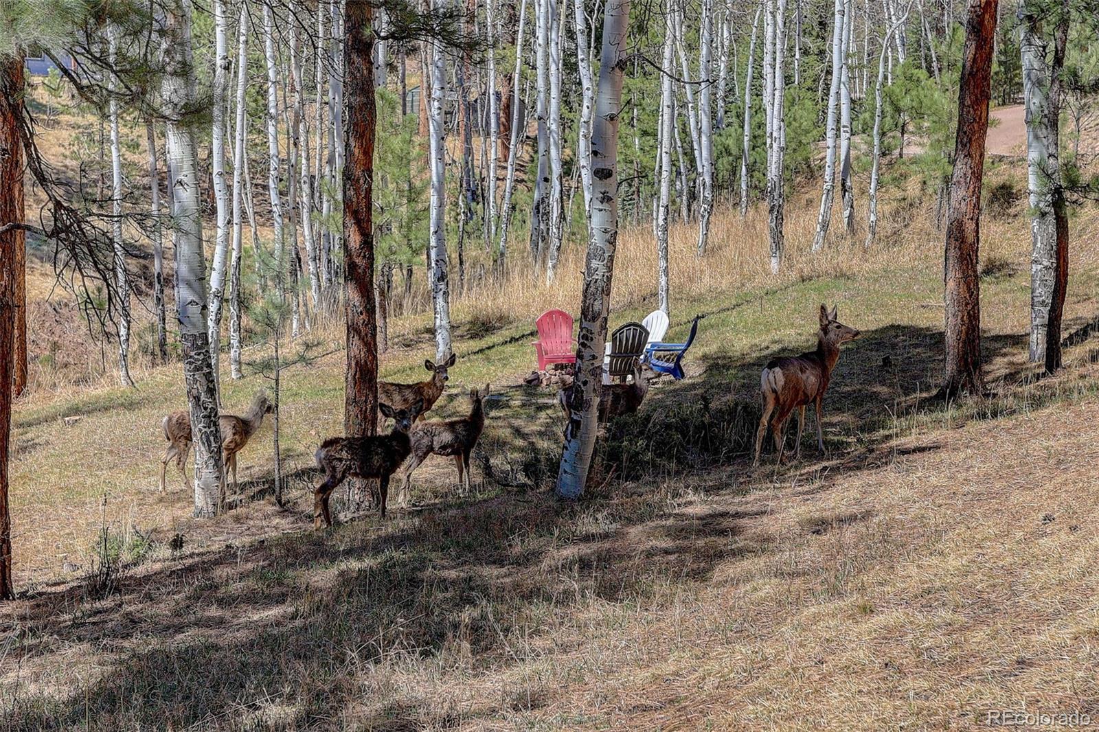 34144 Rock Creek Road Pine, CO 80470 - Photo 6 of 50