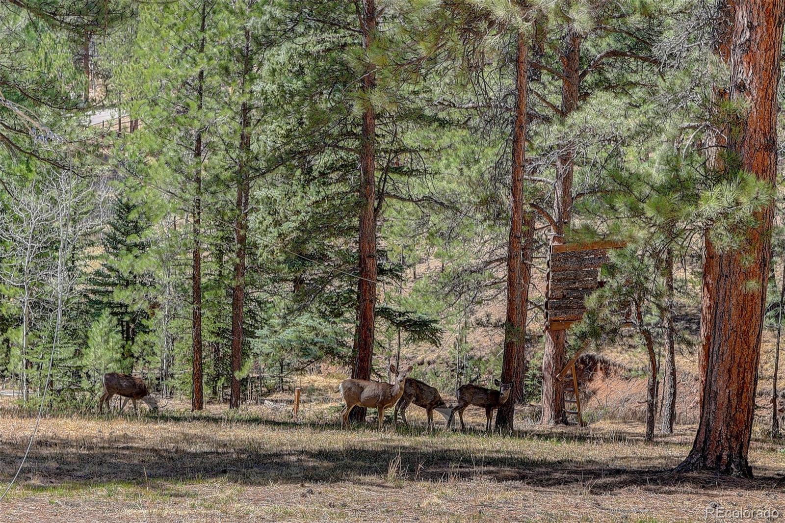 34144 Rock Creek Road Pine, CO 80470 - Photo 7 of 50