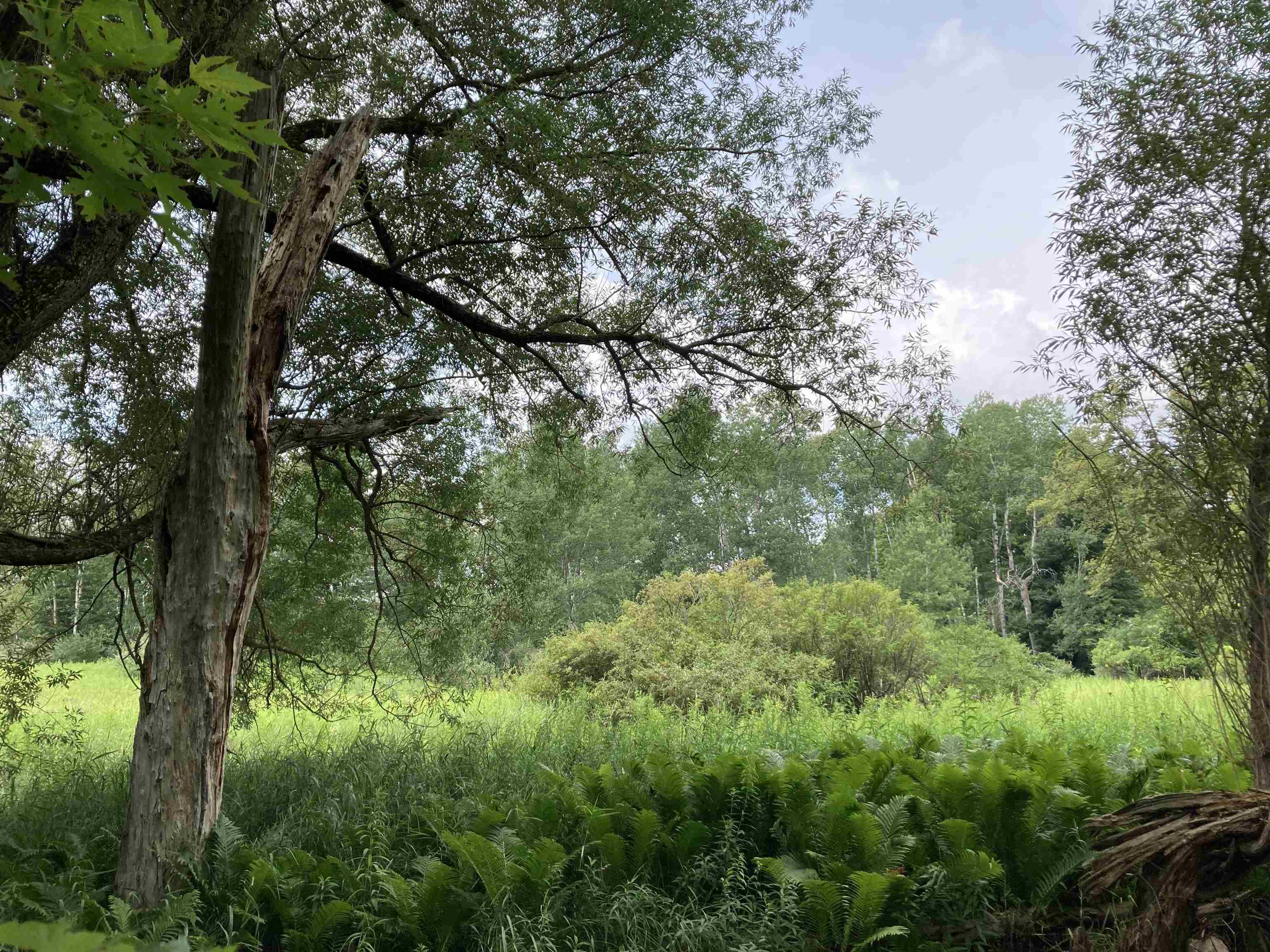 N/a Beachwood Road Rose City, MI 48654 - Photo 15 of 20 1947885-37021AE3-FE98-4C5E-A690-DF25DA0A5D2E.JPG