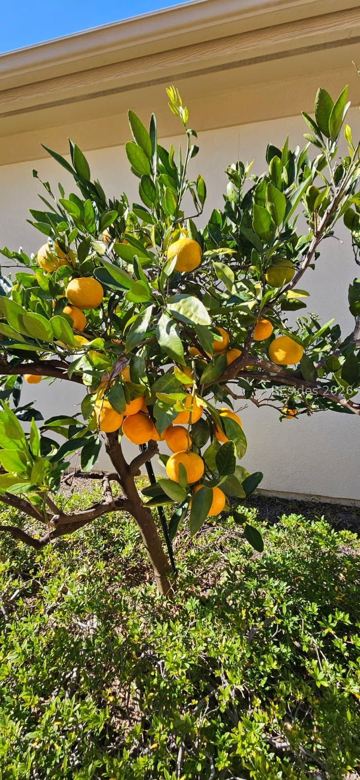 189 Hampton Circle Bluffton, SC 29909 - Photo 30 of 66 Tangerine tree up front that blooms in late winter