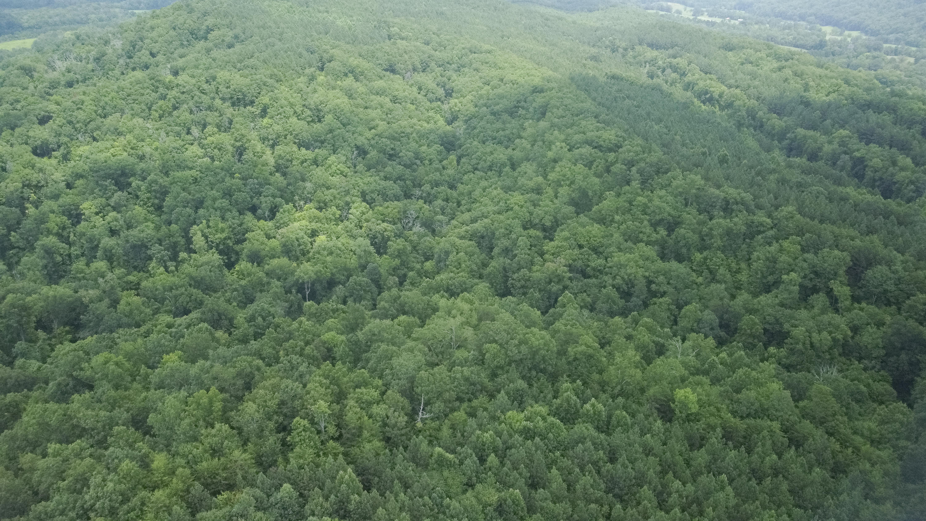 Ten Mile Tn 37880 Road Ten Mile, TN 37880 - Photo 2 of 26 DJI_0314