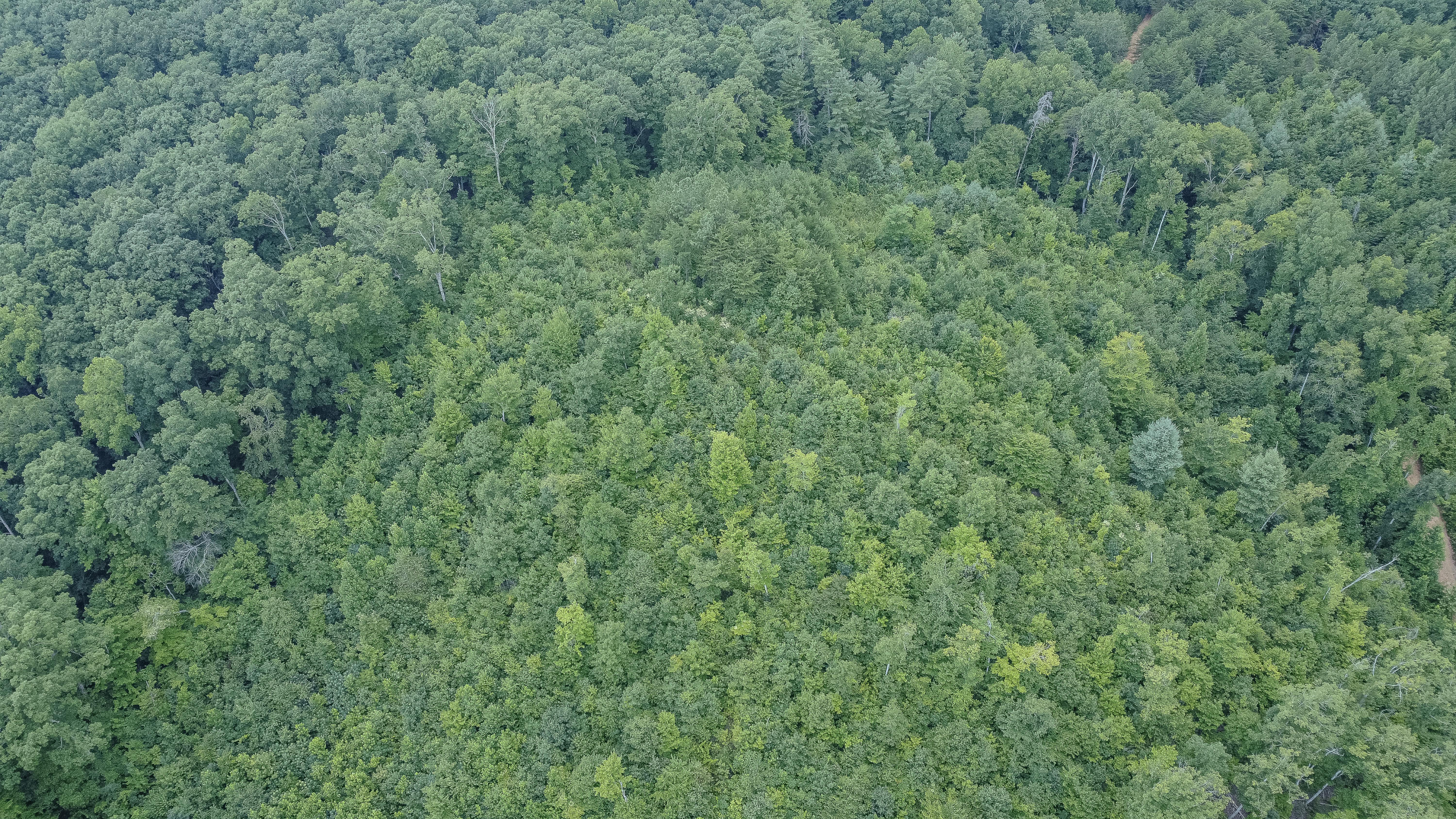 Ten Mile Tn 37880 Road Ten Mile, TN 37880 - Photo 19 of 26 DJI_0333