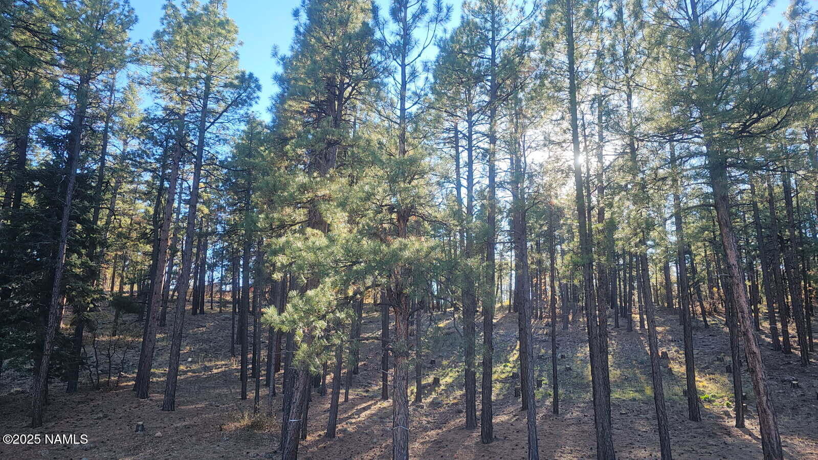 1035-1037 Timbernook Crossing Williams, AZ 86046 - Photo 12 of 17 a view of forest