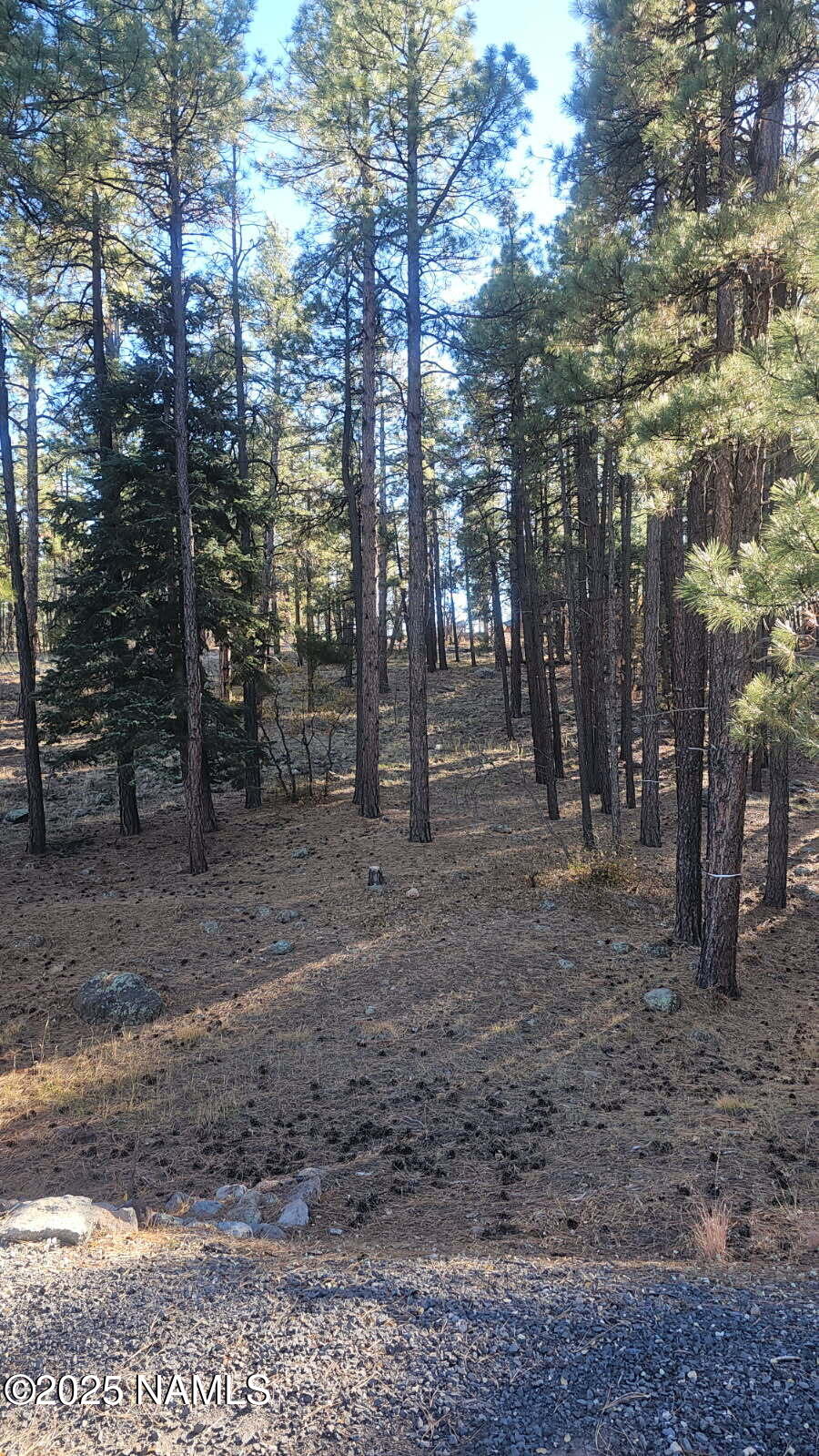 1035-1037 Timbernook Crossing Williams, AZ 86046 - Photo 13 of 17 a view of a yard with trees