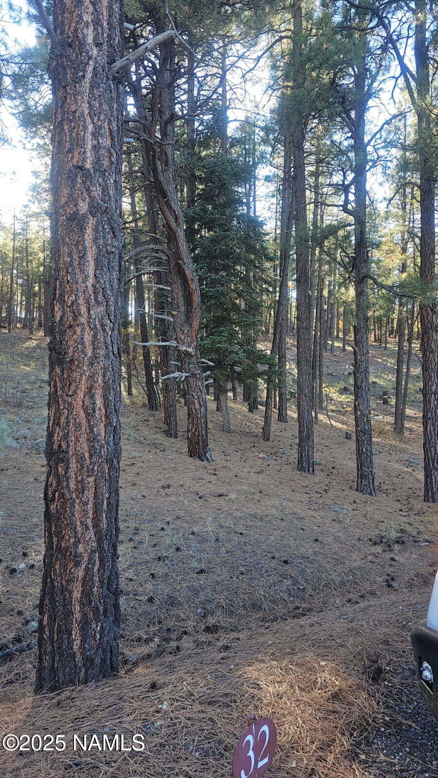 1035-1037 Timbernook Crossing Williams, AZ 86046 - Photo 14 of 17 a view of a forest filled with trees