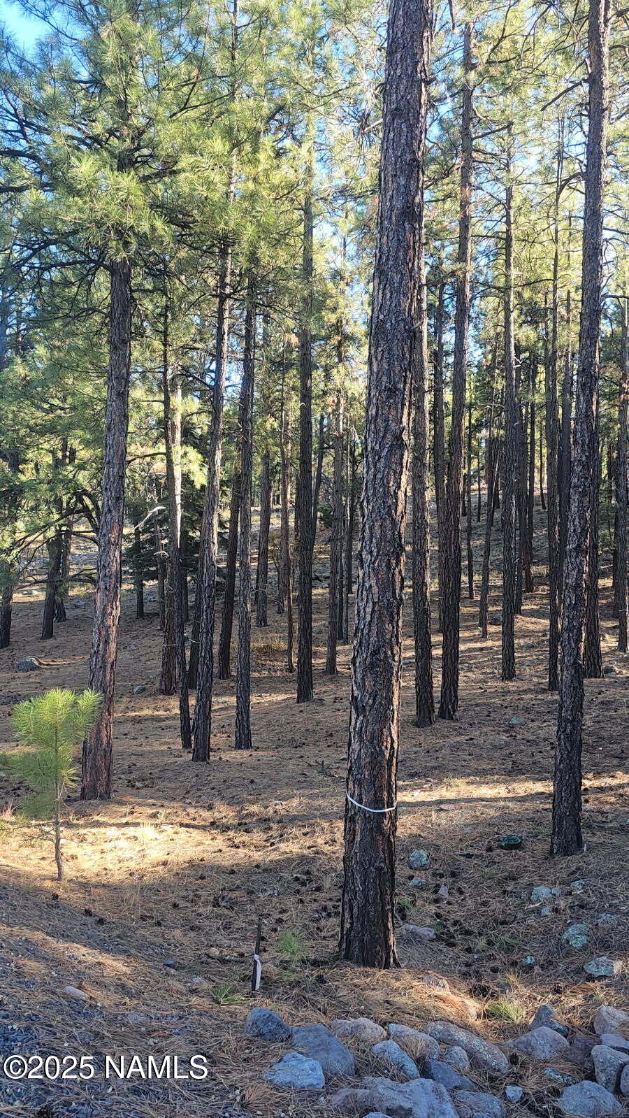 1035-1037 Timbernook Crossing Williams, AZ 86046 - Photo 15 of 17 a backyard of a house with lots of green space