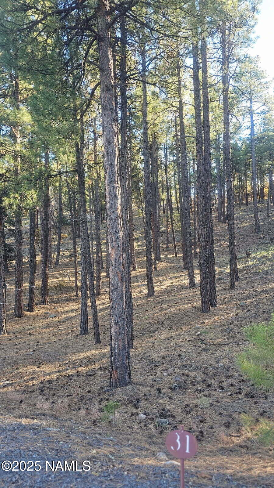 1035-1037 Timbernook Crossing Williams, AZ 86046 - Photo 4 of 17 a backyard of a house with lots of green space