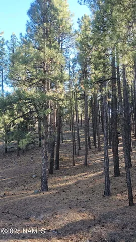 a view of outdoor space with lots of trees
