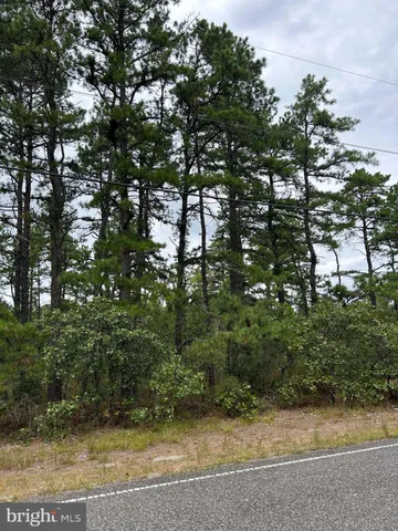 a view of a yard with plants and large trees