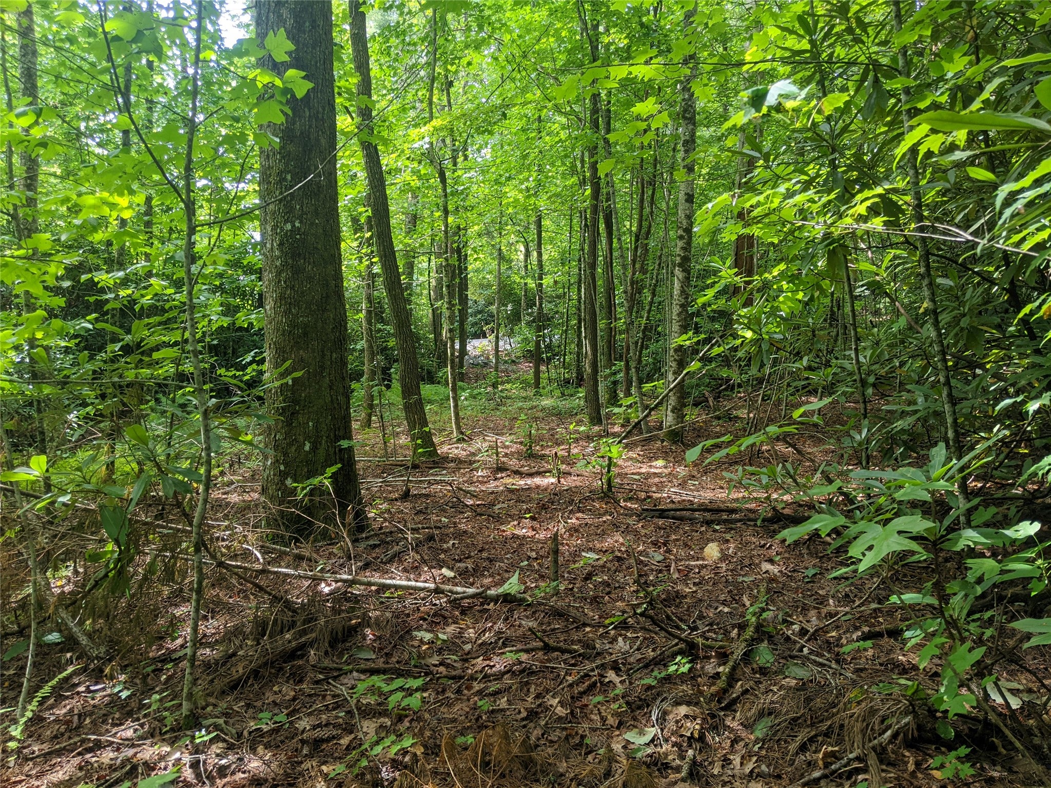 24 Southeast Ridge Road Cashiers, NC 28717 - Photo 11 of 27 Gallery Image 11