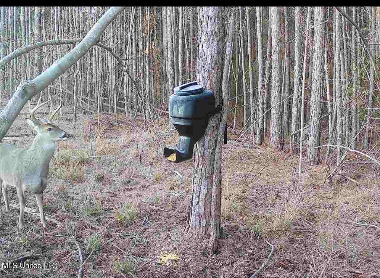 1115 County Road Kosciusko, MS 39090 - Photo 4 of 11 Land photo 5