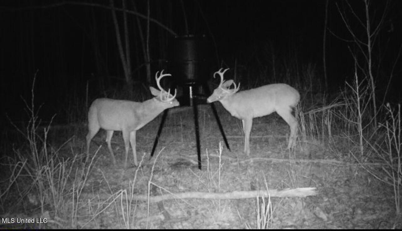 1115 County Road Kosciusko, MS 39090 - Photo 5 of 11 Land photo 8