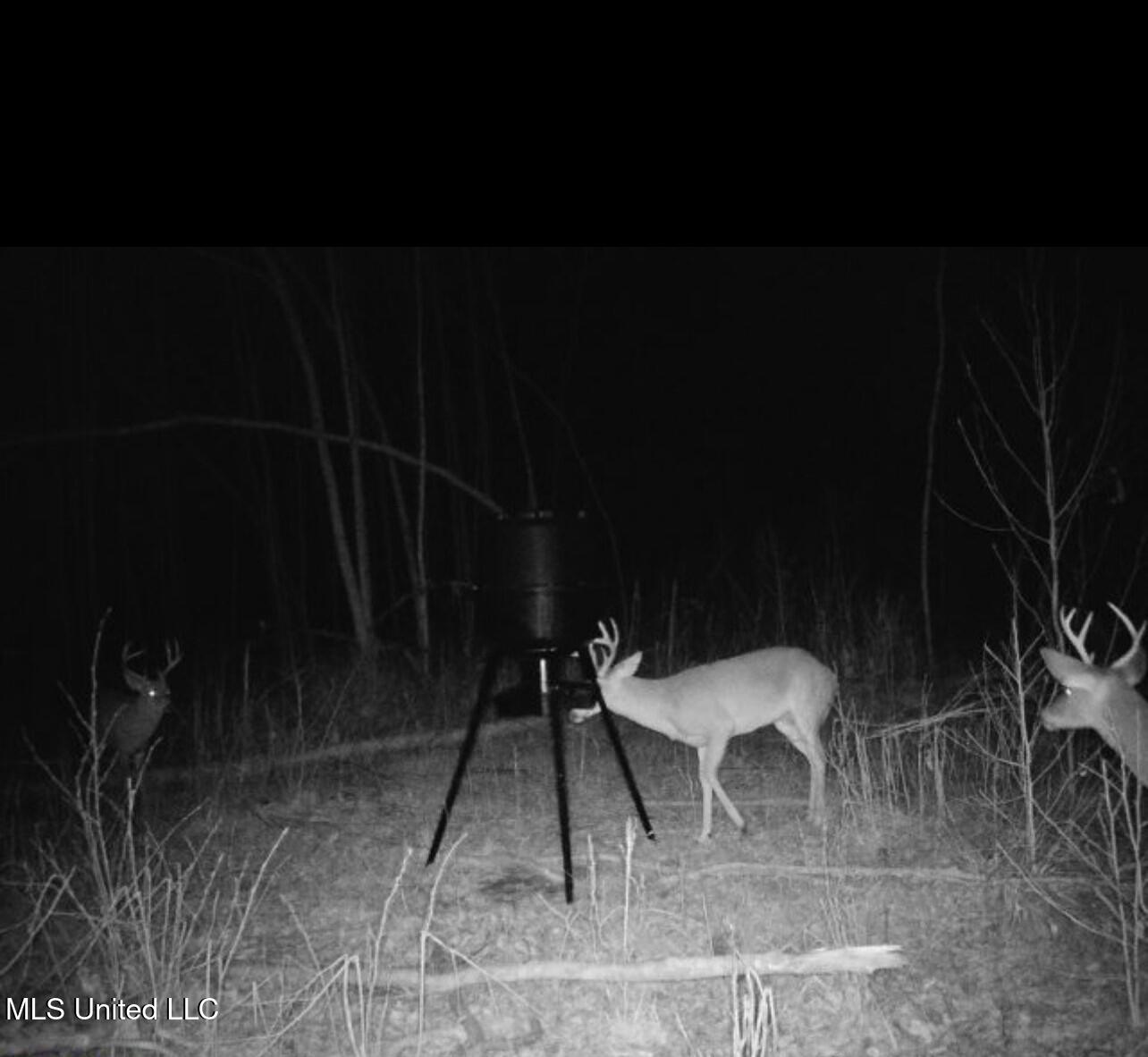 1115 County Road Kosciusko, MS 39090 - Photo 6 of 11 Land photo 9