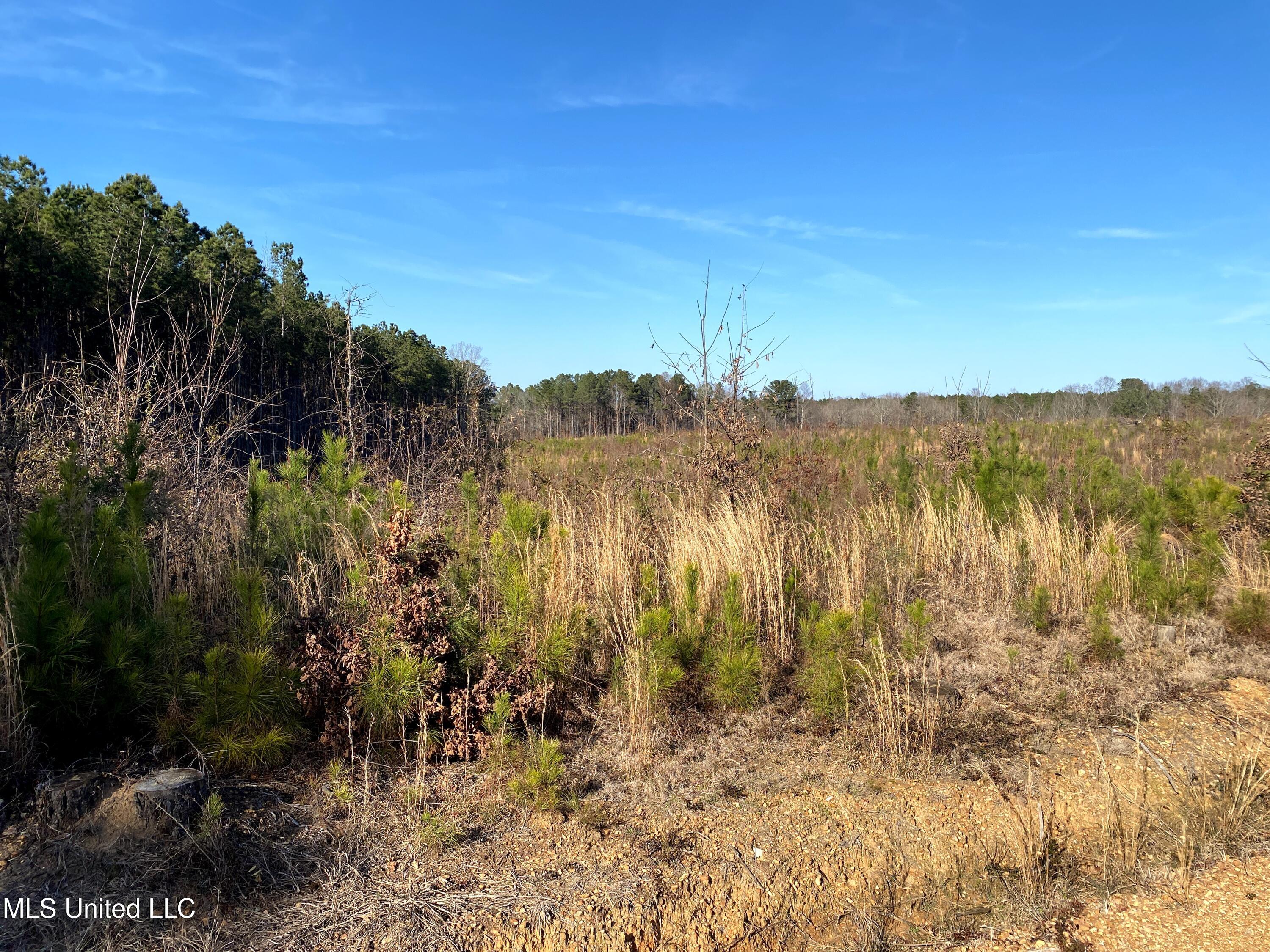 1115 County Road Kosciusko, MS 39090 - Photo 7 of 11 IMG_0075