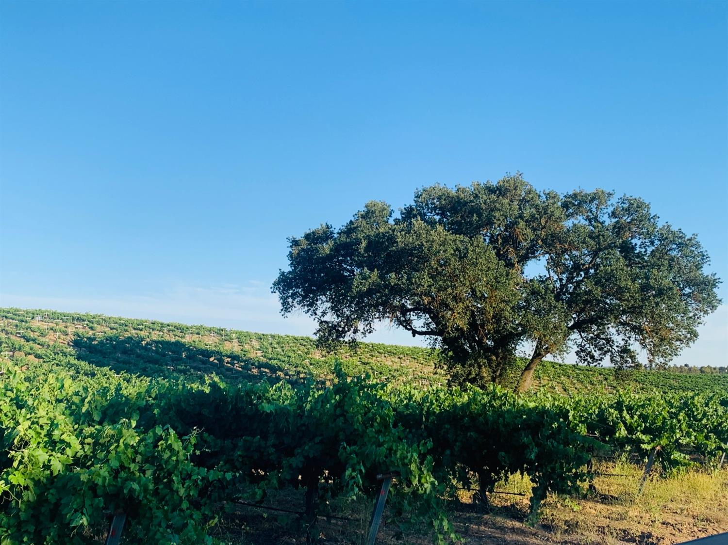 4860 Camp 8 Road Paso Robles, CA 93446 - Photo 11 of 25 a view of a lake with a house in background