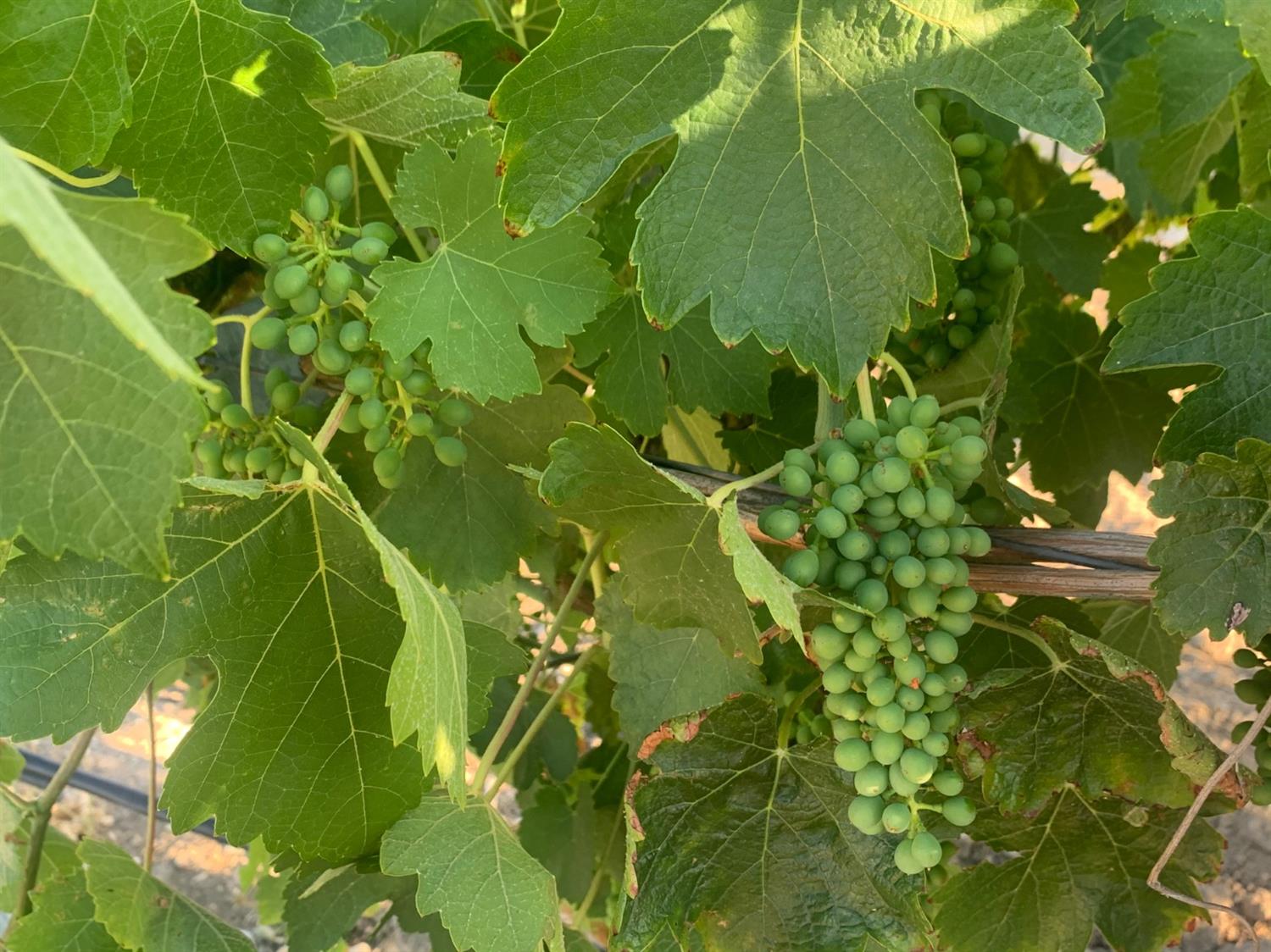 4860 Camp 8 Road Paso Robles, CA 93446 - Photo 4 of 25 a view of a plant