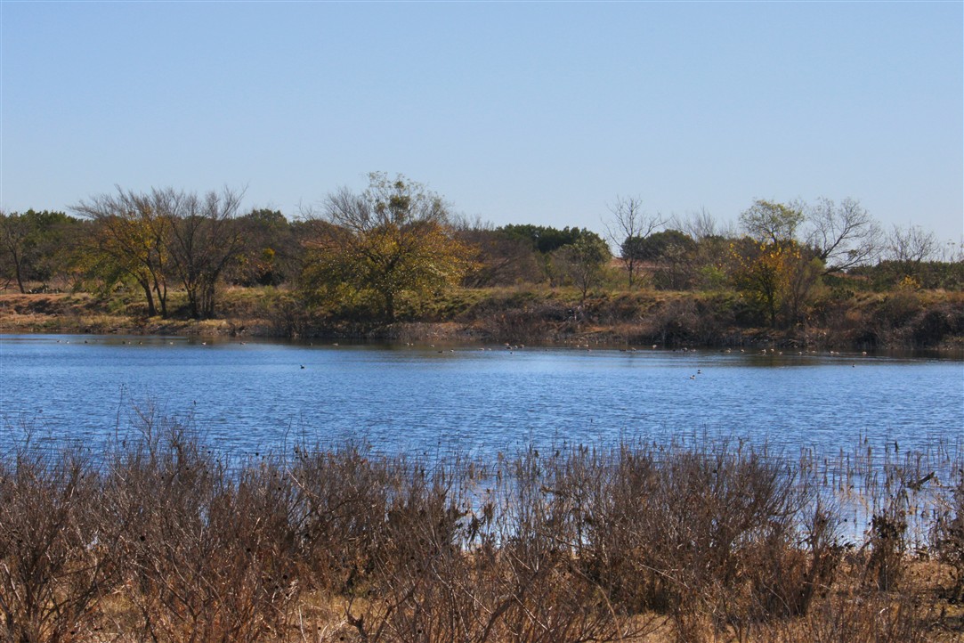 1684 County Road 2234 Lampasas, TX 76550 - Photo 14 of 35 a view of a dry yard with trees