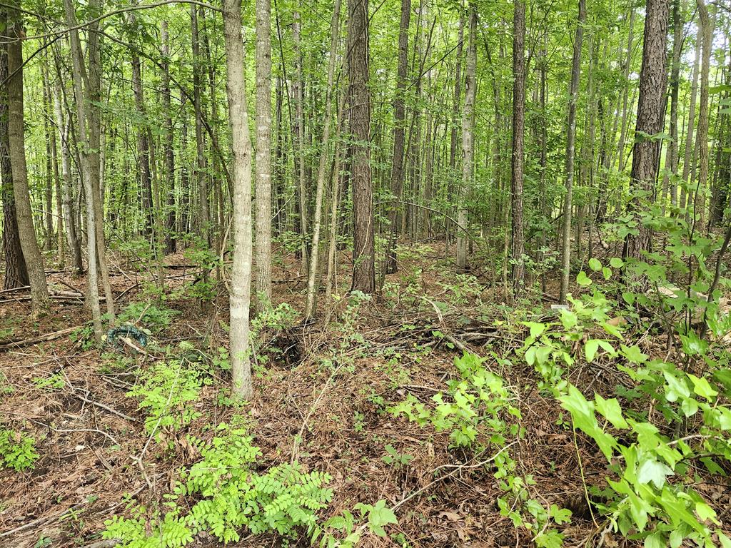 9726 Nutbush Road Green Bay, VA 23942 - Photo 5 of 17 Gallery Image 5