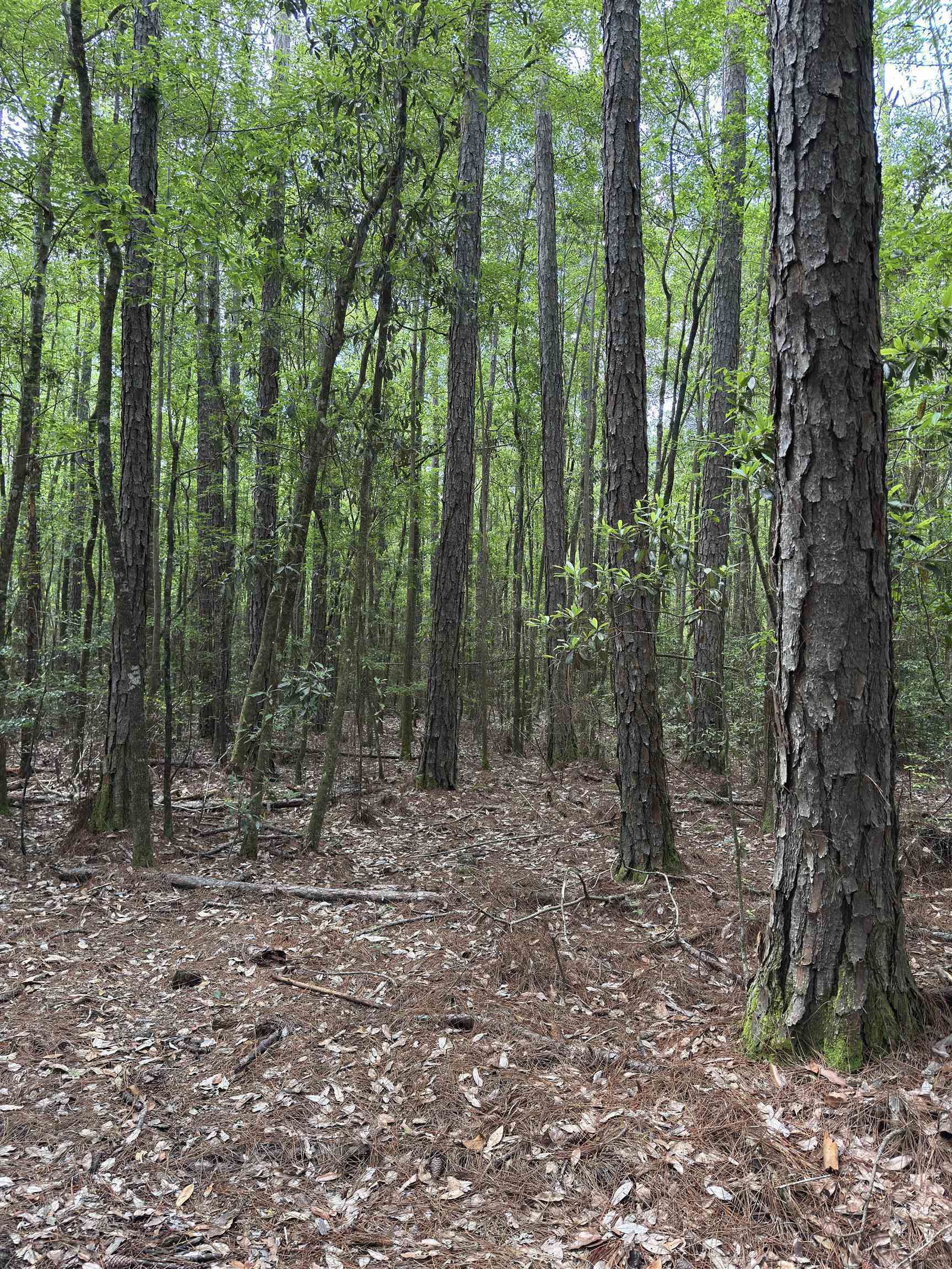 87 County Road 87 Elberta, AL 36530 - Photo 60 of 66