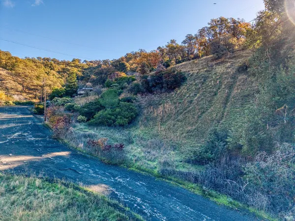 a view of a backyard with plants and large tree