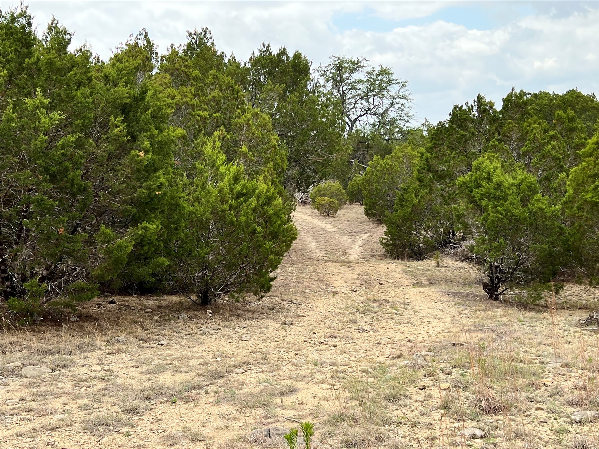 250 County Road 419 Evant, TX 76525 - Photo 3 of 14 a view of a yard with trees
