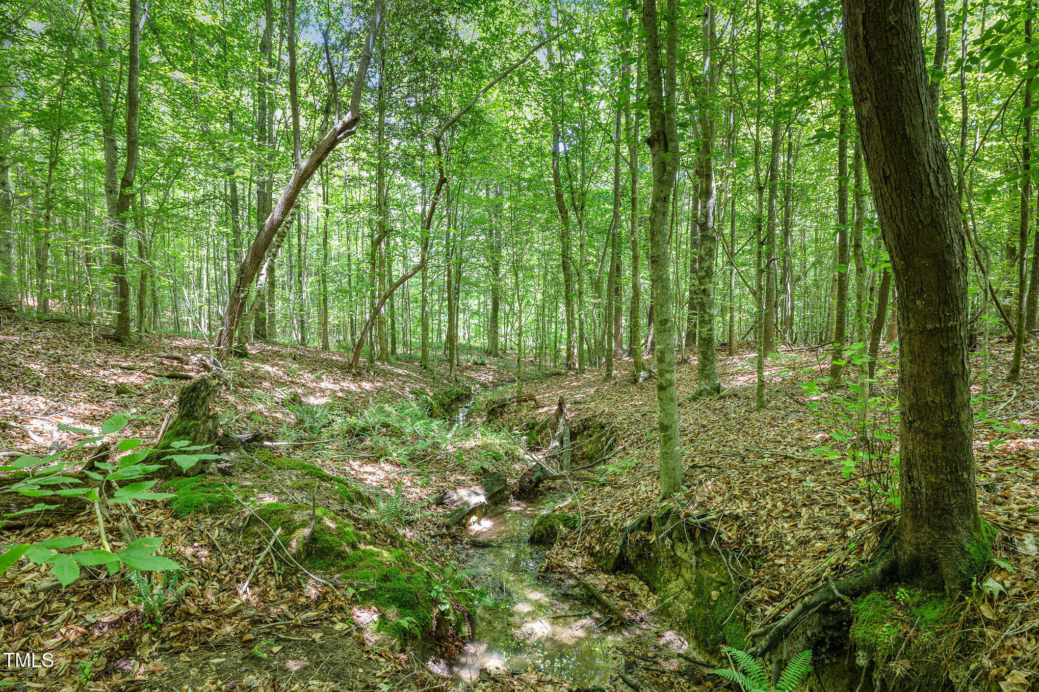 Lot 8 Stallings Road Spring Hope, NC 27882 - Photo 6 of 8 a large yard with lots of green trees