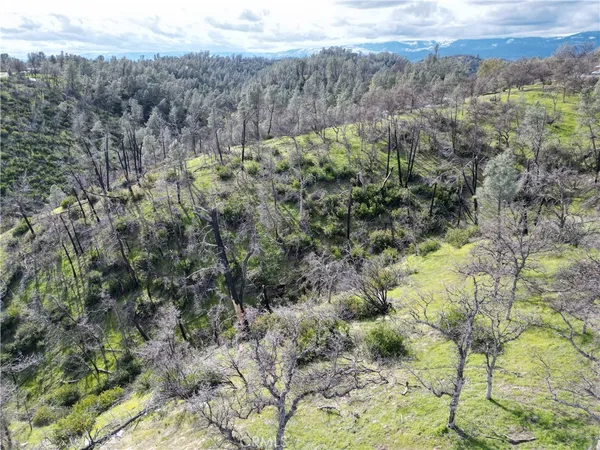 a view of a forest with a lush green forest