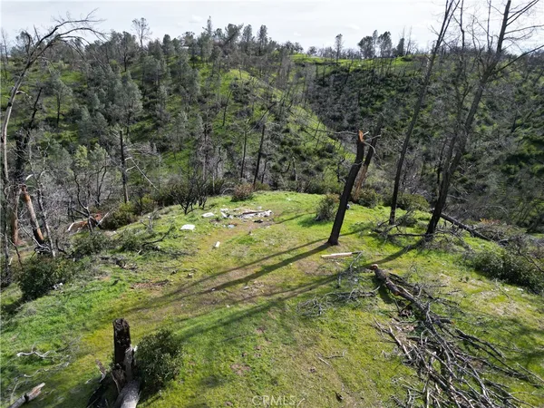 a view of a trees with a yard