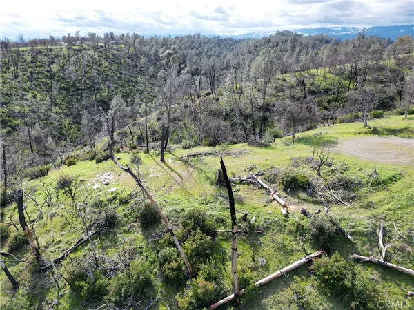 a view of a forest with a park