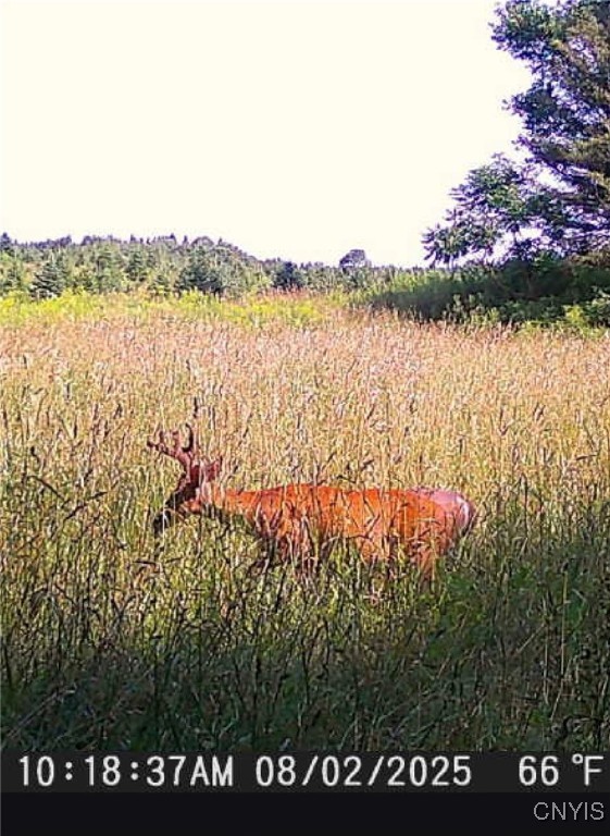 0 Beecher Road Boonville, NY 13309 - Photo 3 of 16