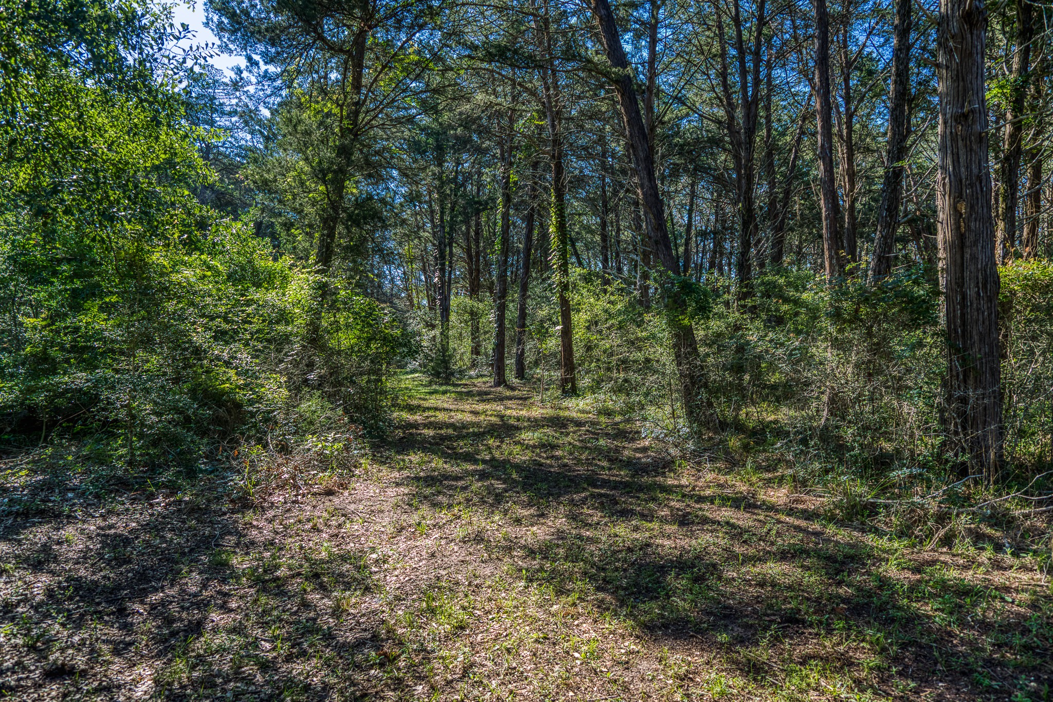 1017 Allen Road Cat Spring, TX 78933 - Photo 45 of 47 a view of outdoor space and green space
