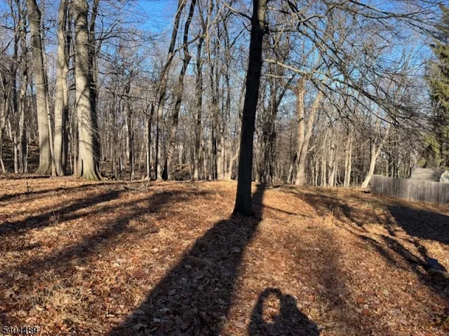 a view of dirt yard with a tree