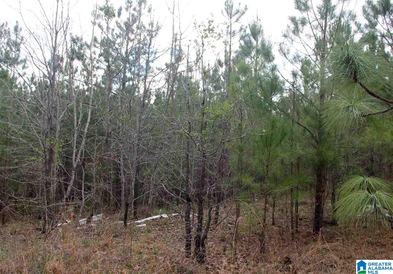 255 Lakeside Lane Alpine, AL 35014 - Photo 6 of 12