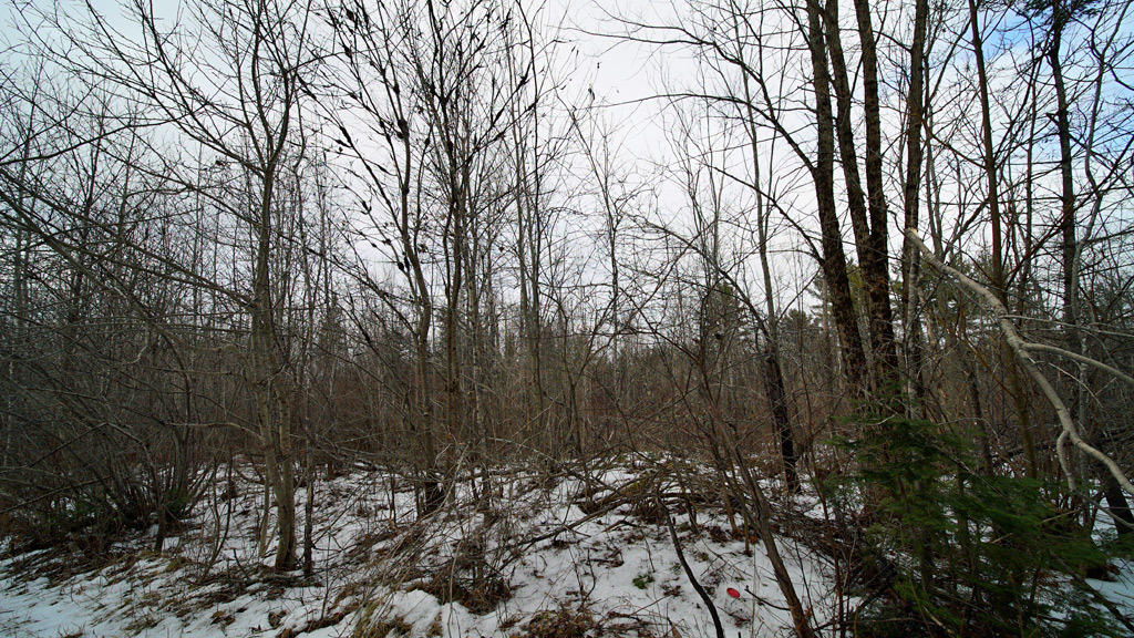Lot 33-1 Smith Road Orient, ME 04471 - Photo 12 of 21 smith-haney-rd-3