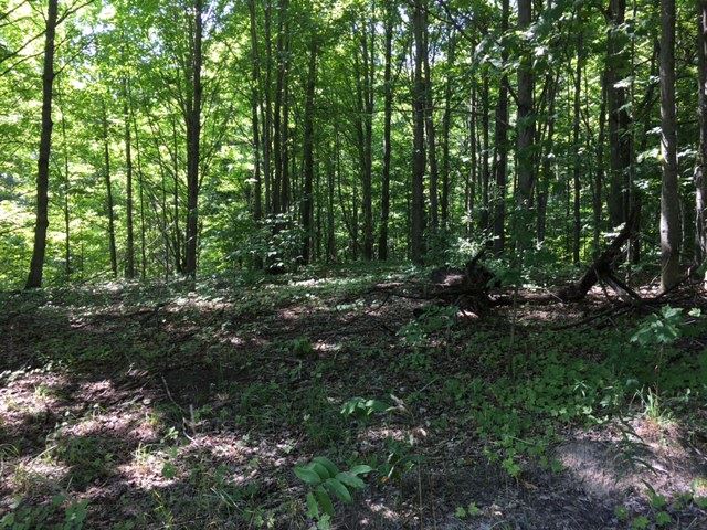8778 Taylor Road Benzonia, MI 49616 - Photo 21 of 26 1828816-20.JPG