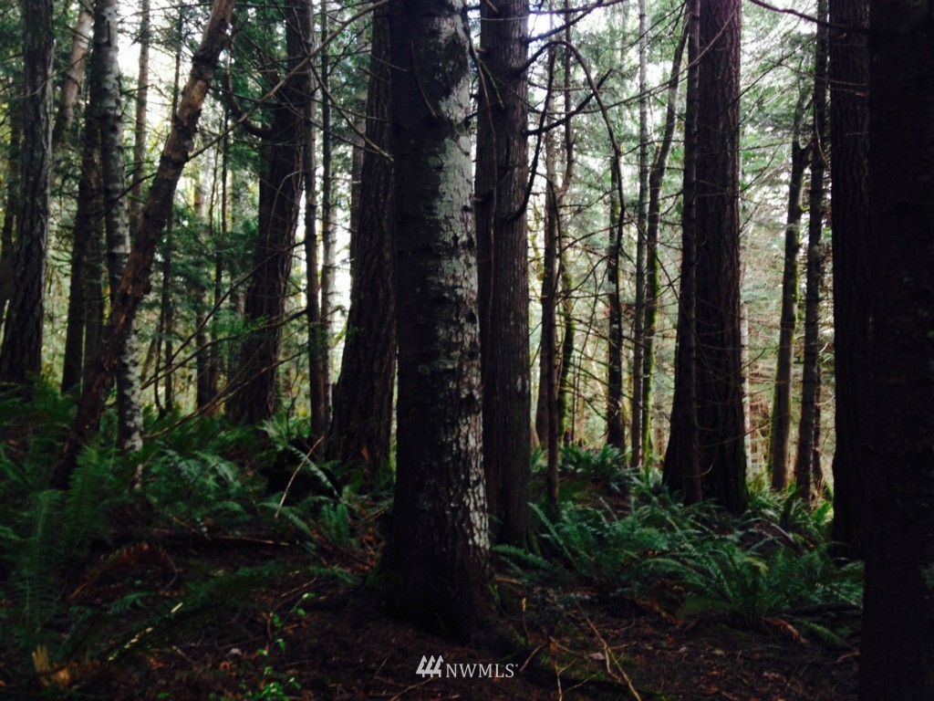 -xxxx Linger Longer Road Quilcene, WA 98376 - Photo 9 of 16 Gallery Image 9