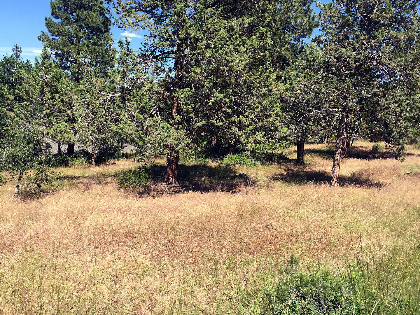 883 Cooper's Hawk Road Klamath Falls, OR 97601 - Photo 6 of 7 Lot 883Coopers-06