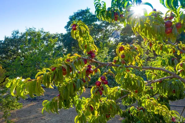 $3,495,000 | 24000 Fig Tree Lane, Hopland, CA 95449