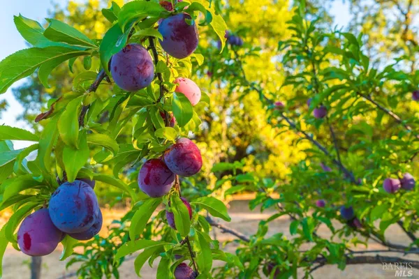 $3,495,000 | 24000 Fig Tree Lane, Hopland, CA 95449