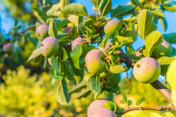 $3,495,000 | 24000 Fig Tree Lane, Hopland, CA 95449