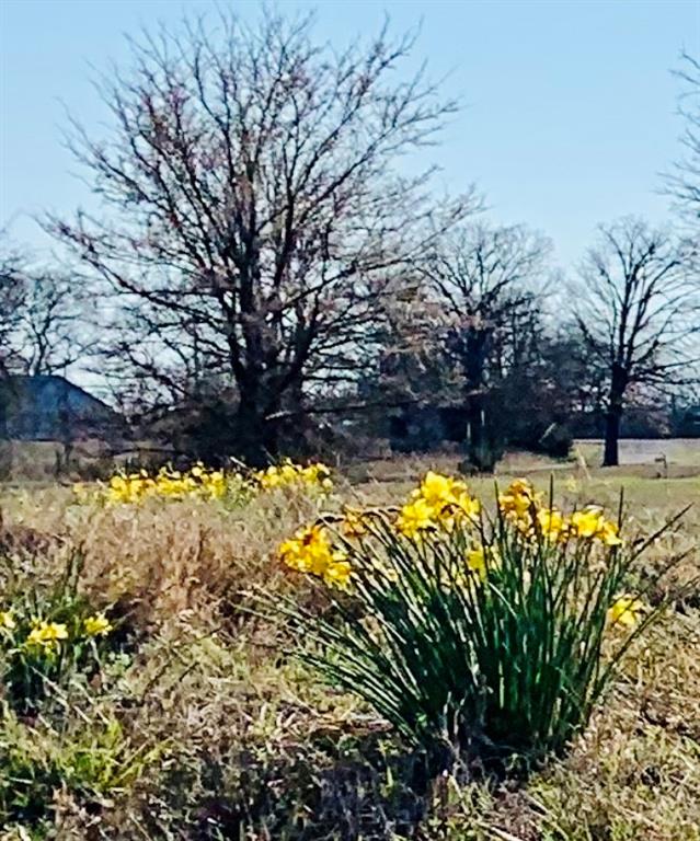 Lot 2 County Road 3541 Saltillo, TX 75478 - Photo 7 of 14 a view of swimming pool with an outdoor space
