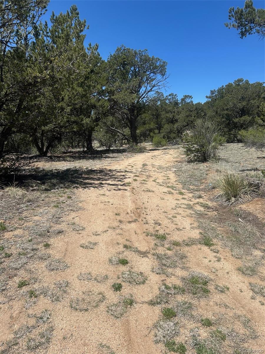 35th Trail Cotopaxi, CO 81223 - Photo 6 of 9 a view of a yard with a tree