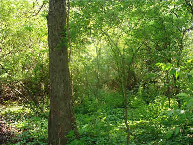 0 West Dunbar Road Ida, MI 48140 - Photo 4 of 6 Wooded