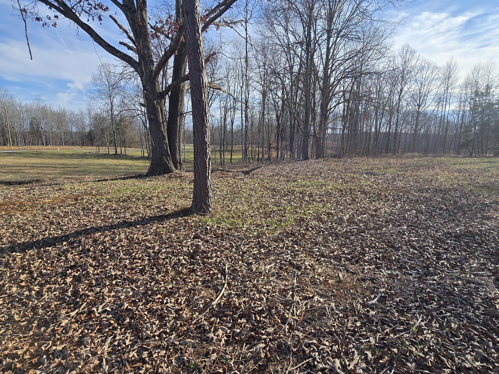 9510 Medlin Road Baxter, TN 38544 - Photo 11 of 19 a view of a yard with large trees