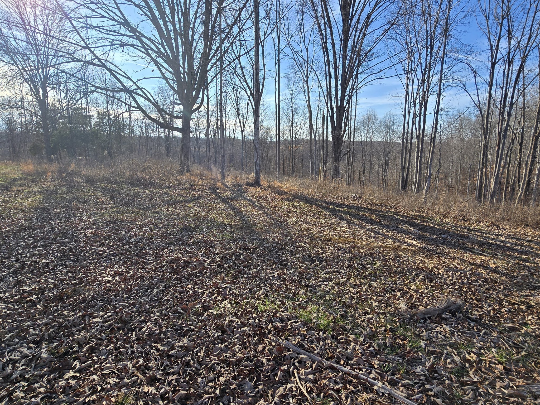 9510 Medlin Road Baxter, TN 38544 - Photo 10 of 19 a view of a backyard with large trees
