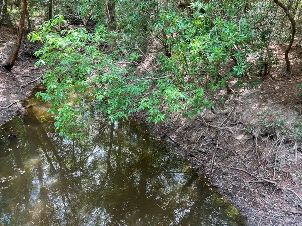 a view of a forest with a tree