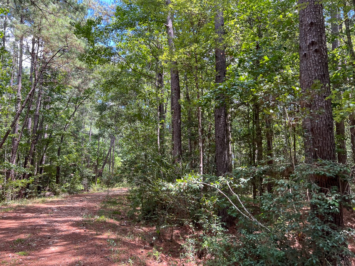 0 Us 69 Warren, TX 77664 - Photo 6 of 14 a view of forest